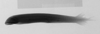 Media type: image; Ichthyology 166679